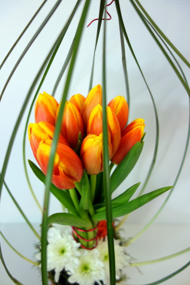 cage a tulipes 3 Calypso Fleurs