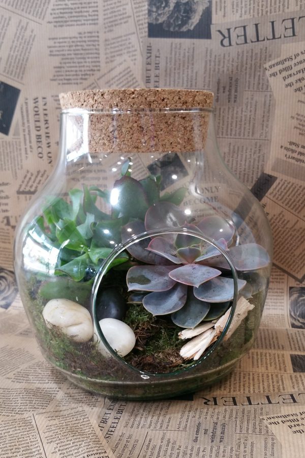 JADE TERRARIUM Livraison Toulouse Calypso Fleurs