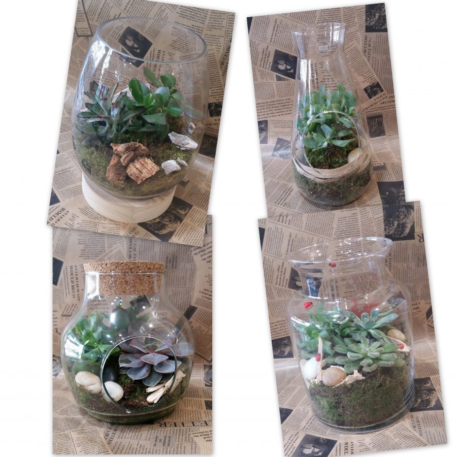 code promo terrariums