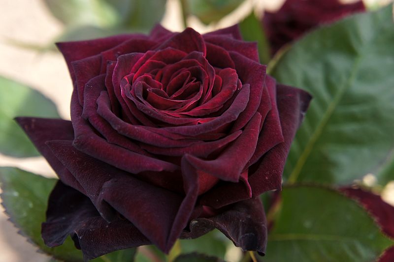 rose black baccara