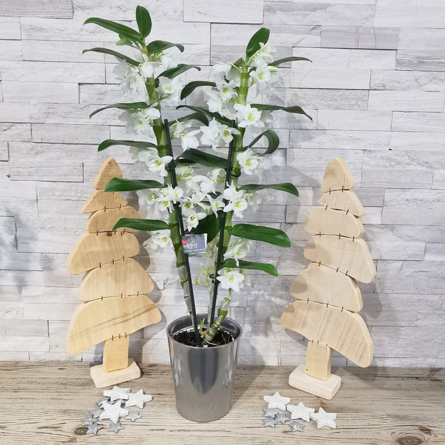 Bambú Dendrobium Nobile Orquídeas White Passion, 2 verdaderas plantas de interior grandes de Holanda, de 30-40 cm de altura, con flores y fragantes