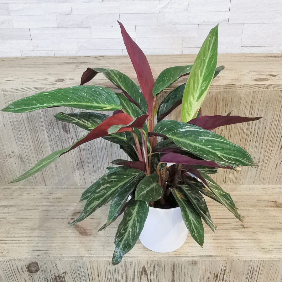  CALATHEA  Livraison Toulouse Calypso Fleurs