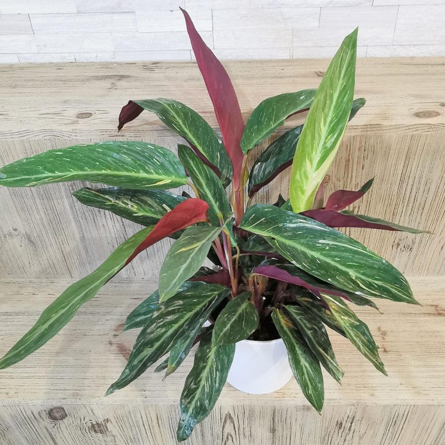  CALATHEA  Livraison Toulouse Calypso Fleurs 