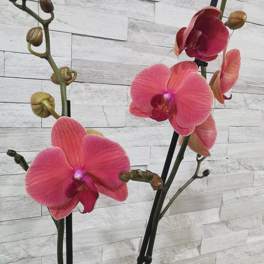 Orchidée rouge